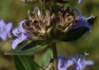 <i>Borreria poaya</i> (A.St.-Hil.) DC. [Rubiaceae]