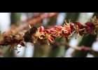 <i>Butia odorata</i> (Barb.Rodr.) Noblick & Lorenzi [Arecaceae]