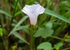 <i>Ipomoea triloba</i> L. [Convolvulaceae]