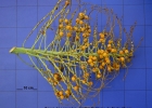 <i>Butia catarinensis</i> Noblick & Lorenzi [Arecaceae]
