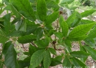 <i>Handroanthus umbellatus</i> (Sond.) Mattos [Bignoniaceae]