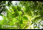<i>Philodendron appendiculatum</i> Nadruz & Mayo [Araceae]