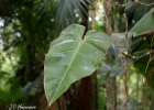 <i>Philodendron appendiculatum</i> Nadruz & Mayo [Araceae]