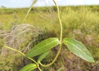 <i>Rhabdadenia madida</i> (Vell.) Miers [Apocynaceae]