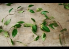 <i>Peplonia axillaris</i> Fontella & Rapini [Apocynaceae]
