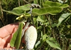 <i>Oxypetalum pannosum</i> Decne. [Apocynaceae]