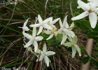 <i>Oxypetalum erectum</i> Mart. [Apocynaceae]