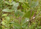 <i>Mandevilla emarginata</i> (Vell.) C.Ezcurra [Apocynaceae]