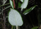 <i>Mandevilla longiflora</i> (Desf.) Pichon [Apocynaceae]