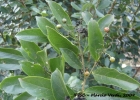 <i>Cordia silvestris</i> Fresen. [Boraginaceae]
