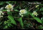<i>Fischeria stellata</i> (Vell.) E.Fourn. [Apocynaceae]