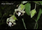 <i>Araujia megapotamica</i> (Spreng.) Don [Apocynaceae]