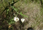 <i>Araujia angustifolia</i> (Hook. & Arn.) Steud. [Apocynaceae]