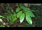 <i>Protium kleinii</i> Cuatrec. [Burseraceae]