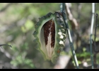 <i>Araujia angustifolia</i> (Hook. & Arn.) Steud. [Apocynaceae]