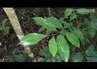 <i>Protium kleinii</i> Cuatrec. [Burseraceae]