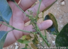 <i>Protium kleinii</i> Cuatrec. [Burseraceae]