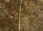 <i>Zephyranthes mesochloa</i> Herb. ex Lindl [Amaryllidaceae]