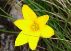 <i>Zephyranthes flavissima</i> Ravenna [Amaryllidaceae]