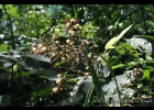 <i>Scleria panicoides</i> Kunth [Cyperaceae]