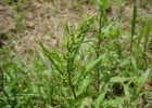 <i>Chenopodium ambrosioides</i> L. [Amaranthaceae]