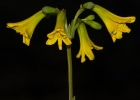 <i>Alstroemeria sellowiana</i> Seub. ex Schenk [Alstroemeriaceae]