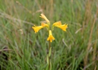 <i>Alstroemeria sellowiana</i> Seub. ex Schenk [Alstroemeriaceae]