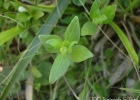<i>Ruellia hypericoides</i> (Nees) Lindau [Acanthaceae]
