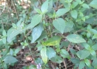 <i>Ruellia multifolia</i> (Nees) Lindau [Acanthaceae]