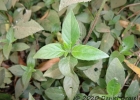 <i>Ruellia multifolia</i> (Nees) Lindau [Acanthaceae]
