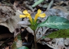 <i>Stenandrium tenellum</i> Ness [Acanthaceae]