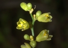 <i>Clara stricta</i> (L.B.Sm.) R.C.Lopes & Andreata [Asparagaceae]