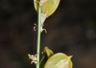 <i>Clara stricta</i> (L.B.Sm.) R.C.Lopes & Andreata [Asparagaceae]