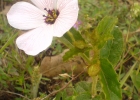 <i>Piriqueta suborbicularis</i> (A. St.-Hil. & Naudin) Arbo [Passifloraceae]