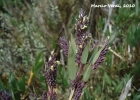 <i>Chusquea windischii</i> L.G.Clark [Poaceae]