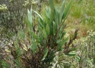 <i>Chusquea windischii</i> L.G.Clark [Poaceae]