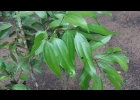 <i>Cinnamomum verum</i> J. Presl [Lauraceae]