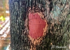 <i>Erythroxylum deciduum</i> A.St.-Hil. [Erythroxylaceae]