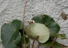 <i>Begonia squamipes</i> Irmsch. [Begoniaceae]