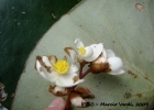 <i>Begonia squamipes</i> Irmsch. [Begoniaceae]
