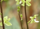 <i>Paradisanthus micranthus</i> (Barb.Rodr) Schltr. [Orchidaceae]
