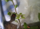 <i>Paradisanthus micranthus</i> (Barb.Rodr) Schltr. [Orchidaceae]