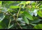 <i>Bauhinia variegata</i> L. [Fabaceae]