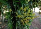 <i>Gomesa paranaensis</i> (Kraenzl.) M.W.Chase & N.H.Williams [Orchidaceae]