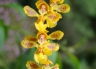 <i>Gomesa cornigera</i> (Lindl.) M.W.Chase & N.H.Williams [Orchidaceae]