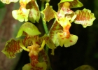 <i>Gomesa cornigera</i> (Lindl.) M.W.Chase & N.H.Williams [Orchidaceae]