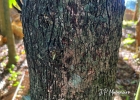 <i>Erythroxylum deciduum</i> A.St.-Hil. [Erythroxylaceae]