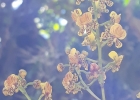 <i>Gomesa cornigera</i> (Lindl.) M.W.Chase & N.H.Williams [Orchidaceae]