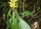 <i>Aphelandra chamissoniana</i> Nees [Acanthaceae]