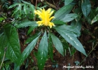 <i>Aphelandra chamissoniana</i> Nees [Acanthaceae]